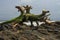 Picturesque driftwood on the rocky shore of the Atlantic Ocean.