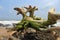 Picturesque driftwood on the rocky shore of the Atlantic Ocean.