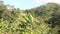 Picturesque edge of a banana plantation