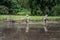 Picturesque farming paddy field scene in Thailand