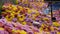 Picturesque festival of autumn chrysanthemums in the park. Various blooming flowers in yellow, red and purple