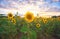 A picturesque field of a blossoming sunflower at sunset.