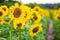 A picturesque field of a blossoming sunflower at sunset. Grain harvest in summer