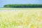 Picturesque flower field and red umbrella on sunny summer