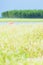 Picturesque flower field and red umbrella on sunny summer