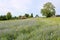 Picturesque flower meadow in an idyllic village in Dalarna County, Sweden