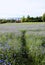 Picturesque flower meadow in an idyllic village in Dalarna County, Sweden