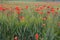 Picturesque flowering of red poppies in the meadows of Sicily
