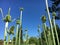 Picturesque flowers and exotic plants in Botanical Garden Saint Gall Malerische Blumen und exotische Pflanzen im Botanischen