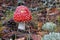 Picturesque fly agaric mushroom in the forest, close-up. Amanita muscaria.