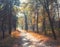 Picturesque footpath through foggy autumn forest