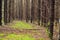 Picturesque footpath in the mysterious forest