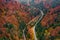 Picturesque forest with highway