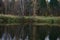 Picturesque forest on the river bank. Birch grove, green grass, thick firs and pines. The array is reflected