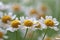 Picturesque fresh daisies close-up. Natural floral background, copy space. Concept of gardening, ecology, romantic gifts