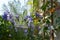 Picturesque garden on the balcony. Cozy design of greening home. Violet bellflowers and orange thunbergia flowers