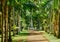 Picturesque garden of Pamplemousse in Mauritius Republic