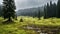 Picturesque Grassland With Deciduous Trees And Firs Under Rainy Sky