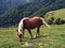 Picturesque grazing blond horse in the green mountain with trees background