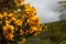 Picturesque hillside landscape featuring lush yellow wildflowers and green trees