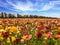 Picturesque kibbutz field