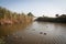 Picturesque lake in a quiet comfortable place. A flock of ducks swims in the lake