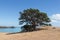 Picturesque landscape with big tree, dry grass and blue sea on background in a sunny day, Duder Regional Park, Auckland city, New