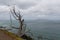 Picturesque landscape with dry tree at the cliff, sea and rainy clouds on background, New Zealand