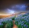 The picturesque landscape in Iceland. Wild blue lupine blooming