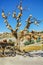 Picturesque landscape with jugs on a tree and old wagon full of clay pots