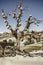 Picturesque landscape with jugs on a tree and old wagon full of clay pots