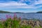 Picturesque landscape of lake shore, northern forest and blue sky with stones and blooming fireweed on foreground. Beauty of