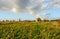 Picturesque landscape with overblown sunflowers in the foreground