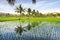 Picturesque landscape with rice plantation. India