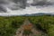 The picturesque landscape with rose field under a cloudy sky.