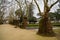 Picturesque landscape with strange trees in Porto , Portugal