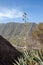 The picturesque landscape of the valley of Hermigua with agave blossom in front. La Gomera, Canary Islands, Spain