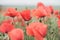 Picturesque landscape of a vast field of vibrant red blossoms