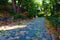 Picturesque landscape view of winding cobblestone pathway through green leaves trees during sunrise. Natural composition