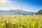 Picturesque landscape, Wild meadow grass, dew drop on leaf, morning dawn sunshine