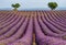 Picturesque lavender field against the backdrop of mountains in the distance.