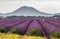 Picturesque lavender field against the backdrop of mountains in the distance.