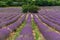 Picturesque lavender field. France.