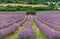 Picturesque lavender field. France.