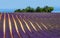 Picturesque lavender field. France.