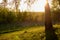 A picturesque lawn at the edge of a birch grove