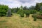 Picturesque lawn in summer park