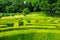 Picturesque Leeds Castle maze United Kingdom