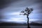 Picturesque Lone Tree at Milarrochy Bay is a bay on Loch Lomond, near the village of Balmaha, Scotland.