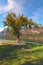 Picturesque lonely tree covered by green leaves near Lake Bohinj Bohinjsko jezero at sunny day. Concept of landscape and nature